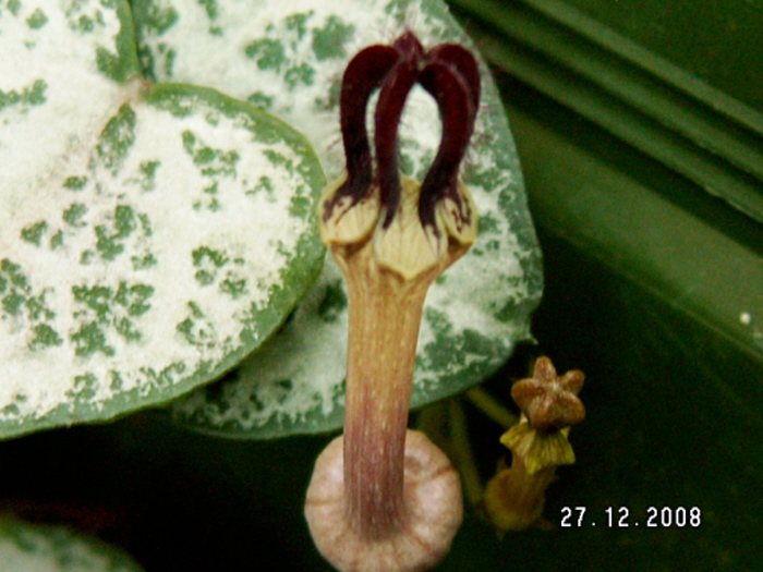 Ceropegia woodii